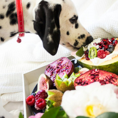 Quali Frutti Può Mangiare il Cane? Guida Completa per i Proprietari di Cani